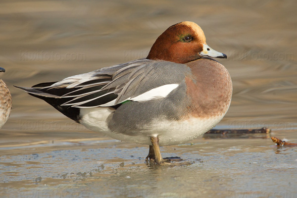 Eurasian Wigeon Picture @ Kiwifoto.com