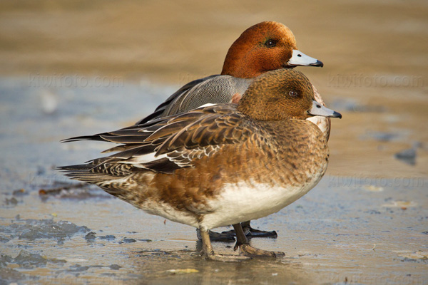 Eurasian Wigeon Picture @ Kiwifoto.com