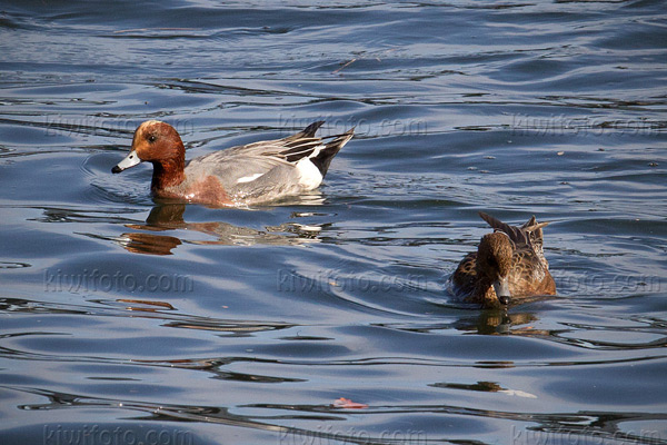 Eurasian Wigeon Picture @ Kiwifoto.com