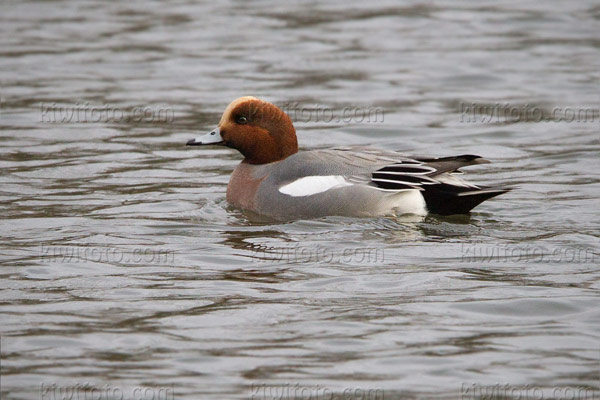 Eurasian Wigeon Image @ Kiwifoto.com