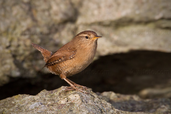 Eurasian Wren Photo @ Kiwifoto.com