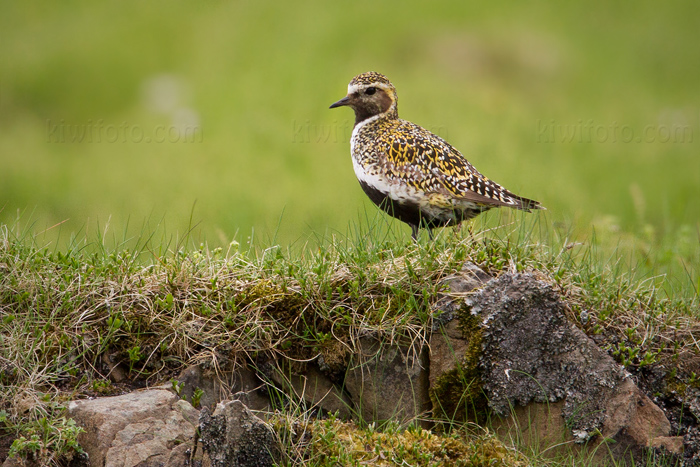 European Golden-Plover Photo @ Kiwifoto.com