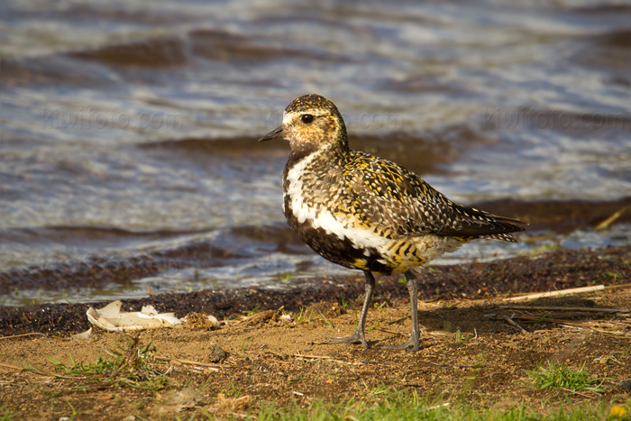 European Golden-Plover Picture @ Kiwifoto.com