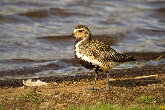 European Golden-Plover Image @ Kiwifoto.com