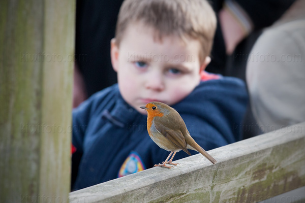 European Robin Image @ Kiwifoto.com