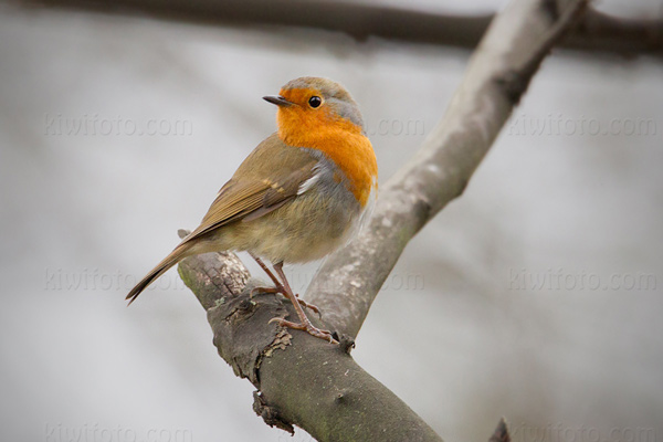 European Robin