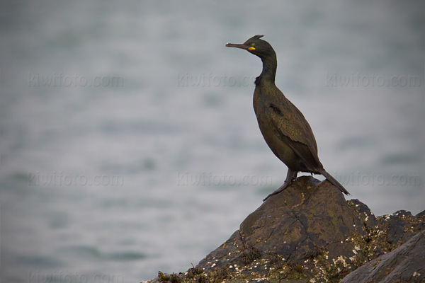 European Shag Photo @ Kiwifoto.com