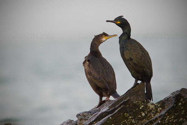 European Shag Image @ Kiwifoto.com