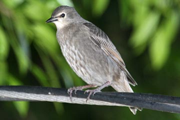 European Starling Image @ Kiwifoto.com