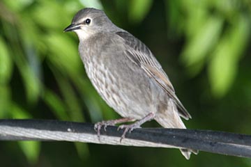 European Starling Picture @ Kiwifoto.com