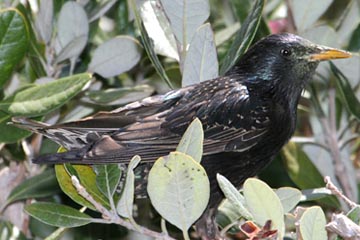 European Starling Image @ Kiwifoto.com