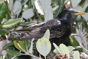 European Starling Photo @ Kiwifoto.com