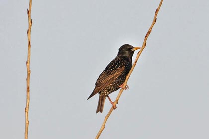 European Starling Image @ Kiwifoto.com