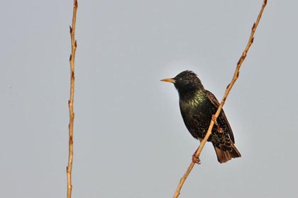 European Starling Photo @ Kiwifoto.com
