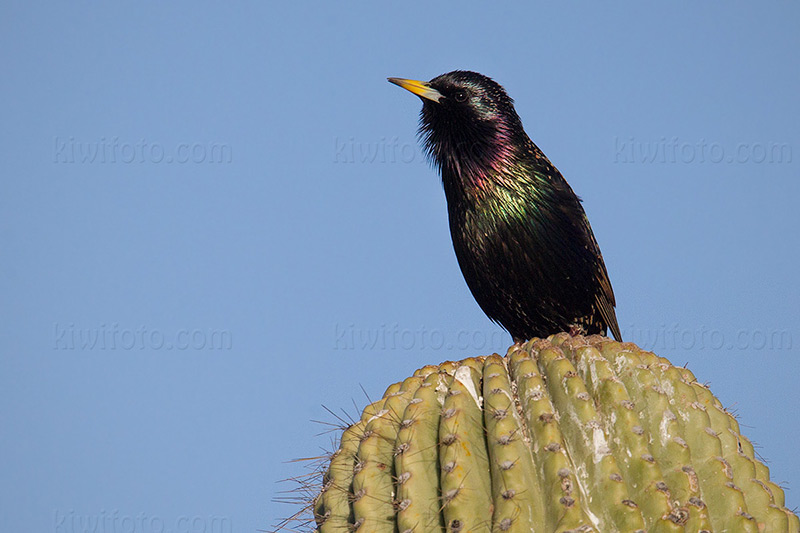 European Starling