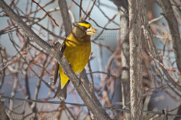 Evening Grosbeak Image @ Kiwifoto.com