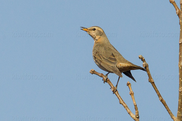 Eyebrowed Thrush Image @ Kiwifoto.com