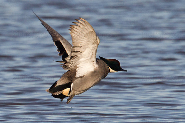 Falcated Duck Picture @ Kiwifoto.com