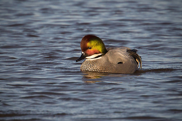 Falcated Duck