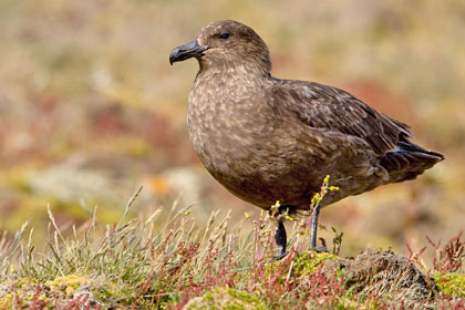 Falkland Skua Image @ Kiwifoto.com