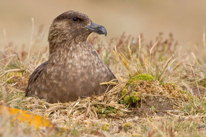 Falkland Skua Image @ Kiwifoto.com