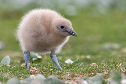 Falkland Skua Photo @ Kiwifoto.com