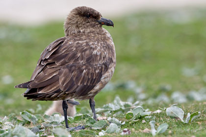 Falkland Skua Image @ Kiwifoto.com