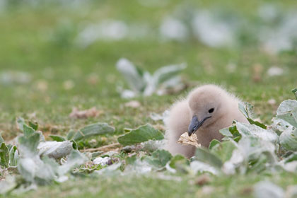 Falkland Skua Image @ Kiwifoto.com