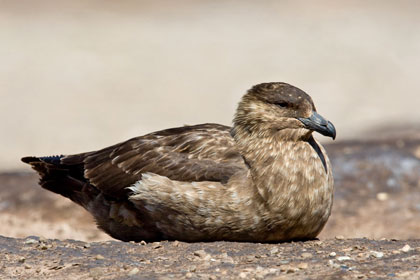 Falkland Skua Image @ Kiwifoto.com