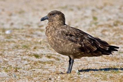 Falkland Skua Picture @ Kiwifoto.com