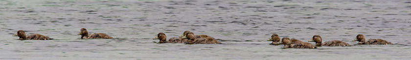 Falkland Steamerduck Picture @ Kiwifoto.com