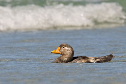 Falkland Steamerduck Image @ Kiwifoto.com