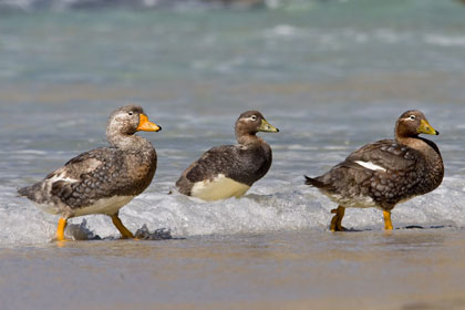 Falkland Steamerduck Photo @ Kiwifoto.com