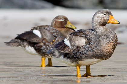 Falkland Steamerduck Photo @ Kiwifoto.com