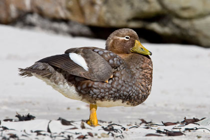 Falkland Steamerduck Image @ Kiwifoto.com
