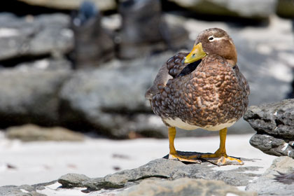 Falkland Steamerduck Image @ Kiwifoto.com