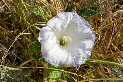 False Jimson Weed