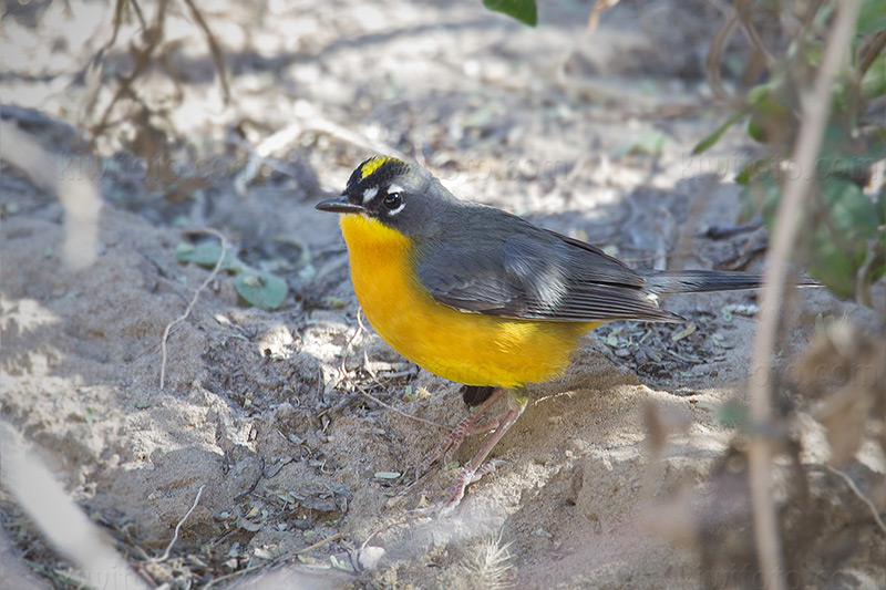 Fan-tailed Warbler Photo @ Kiwifoto.com