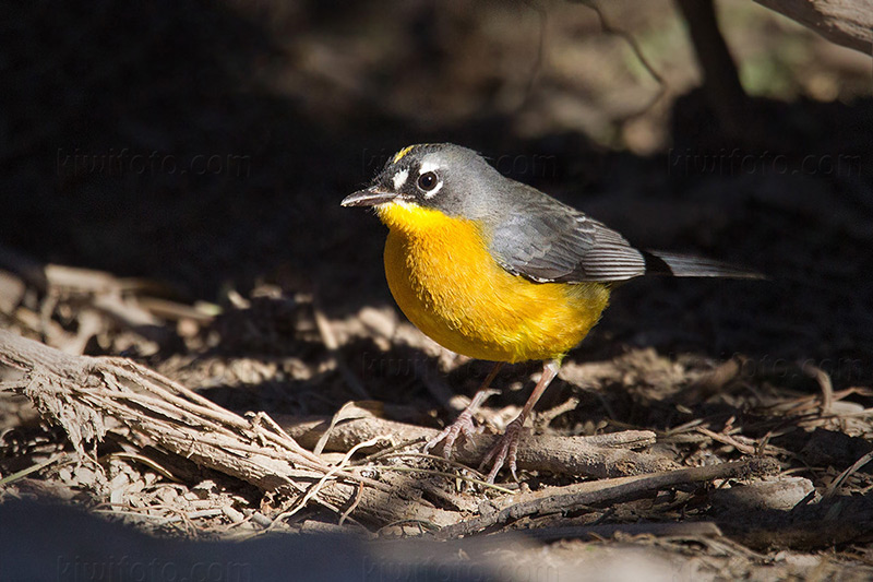 Fan-tailed Warbler Picture @ Kiwifoto.com