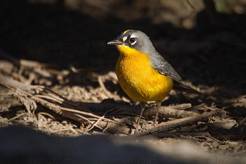 Fan-tailed Warbler Photo @ Kiwifoto.com