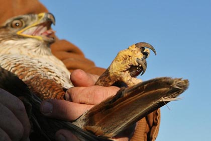 Ferruginous Hawk Image @ Kiwifoto.com