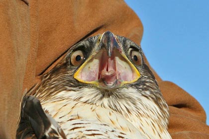 Ferruginous Hawk Photo @ Kiwifoto.com