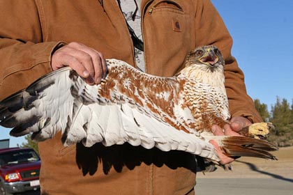 Ferruginous Hawk Image @ Kiwifoto.com