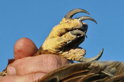 Ferruginous Hawk Image @ Kiwifoto.com