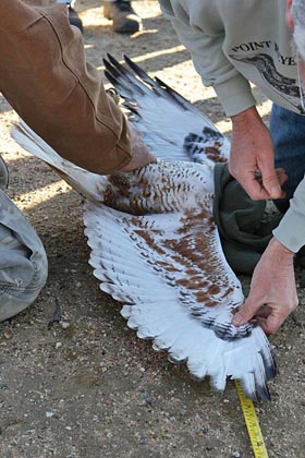 Ferruginous Hawk Image @ Kiwifoto.com