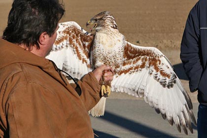 Ferruginous Hawk Image @ Kiwifoto.com