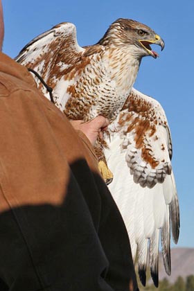 Ferruginous Hawk Photo @ Kiwifoto.com