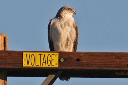 Ferruginous Hawk Image @ Kiwifoto.com