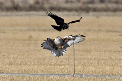 Ferruginous Hawk Image @ Kiwifoto.com