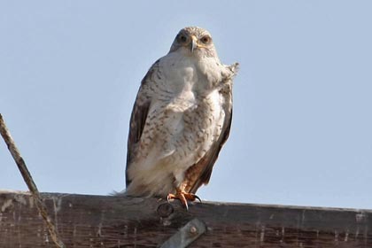 Ferruginous Hawk Picture @ Kiwifoto.com